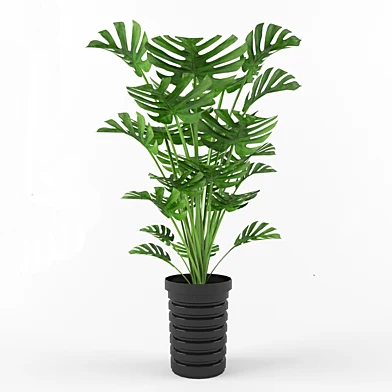 Swiss cheese plant