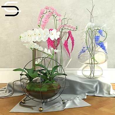Set Plantas