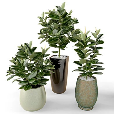 Ficus  Фикус