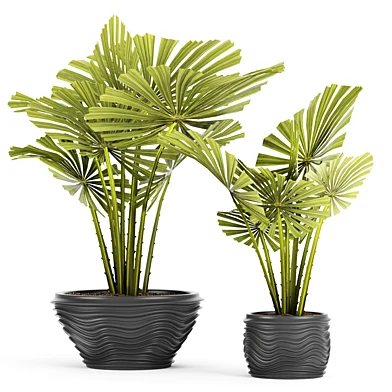 licuala spinosa, декоративная пальма, ликуала, горшок, цветок