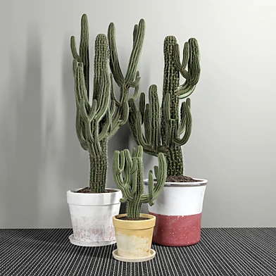 Set of Three Cactuses Carnegiea