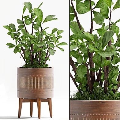 PLANT - 71