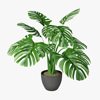 Monstera