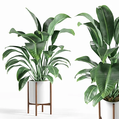 Pot plant