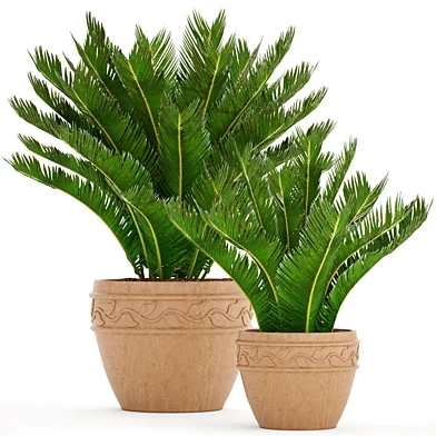 Коллекция растений в горшках. 71 Cycas, Саговник, цикас, пальма, куст, горшок глиняный, клинкер, уличный вазон, ландшафтный дизайн