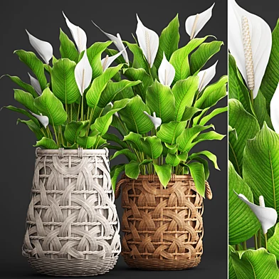 Коллекция растений 98. Spathiphyllum, Спатифиллум, цветок, горшок, плетеная корзина, ротанг, куст, декоративные цветы, эко стиль