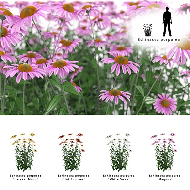 Эхинацея пурпурная куст | Echinacea purpurea