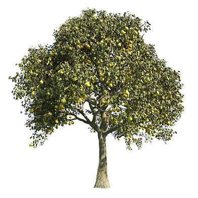 Pear Tree 3