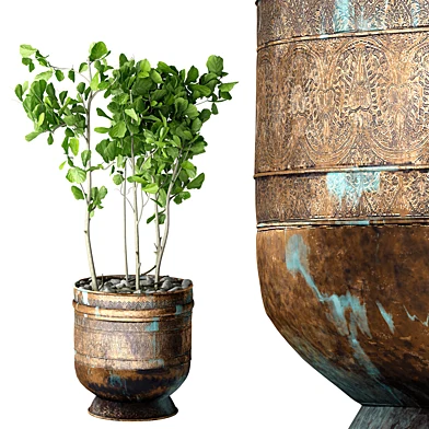 Ficus Lyrata
