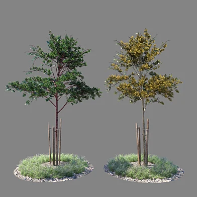 Young tree 01