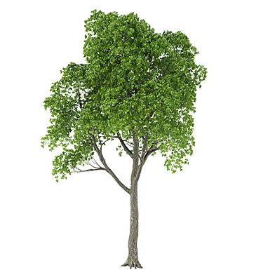 Tree 10