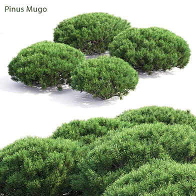 Pinus Mugo
