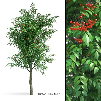 Рябина (Sorbus aucuparia)