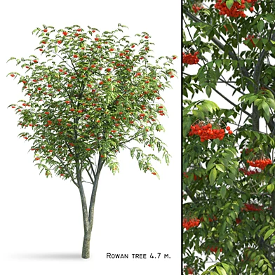 Рябина (Sorbus aucuparia)