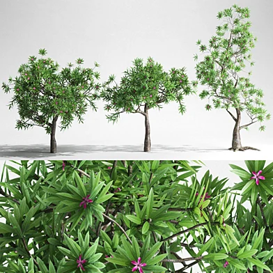 Plumeria Trees - 3 Shapes