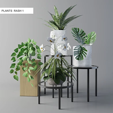 PLANT RASH-1