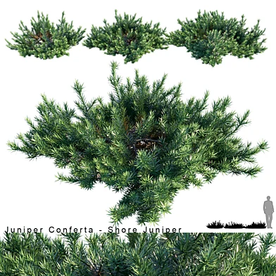 Juniperus Conferta | Shore Juniper