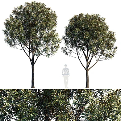 Street tree V6