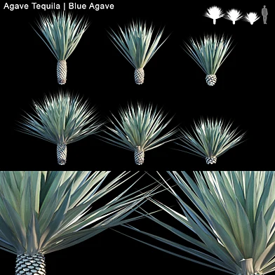 Agave Tequila | Blue Agave