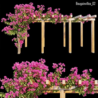 Bougainvillea 02