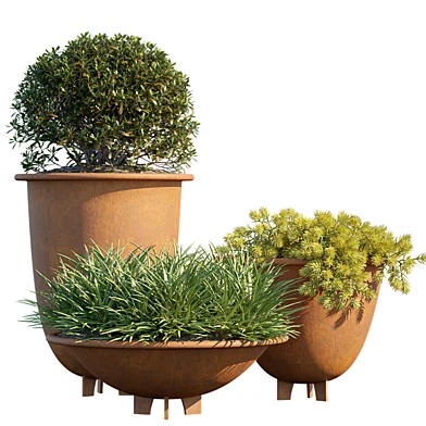 Plant in pots #6