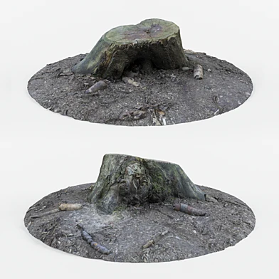 Forest Stump 001