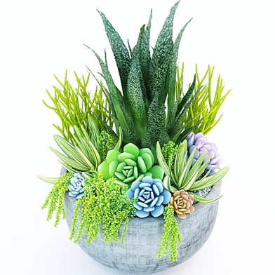 Jc Succulent Plant 2