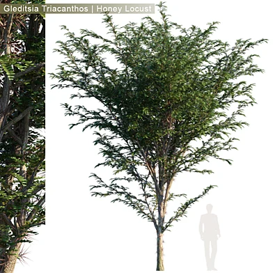 Gleditsia Triacanthos | Honey Locust