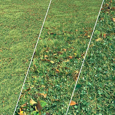 Autumn grass