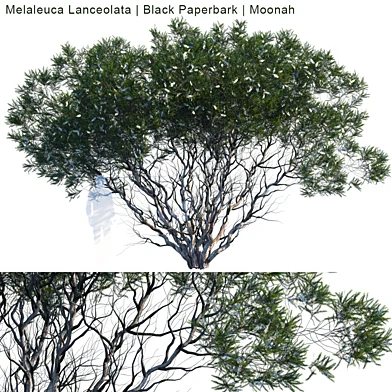 Melaleuca Lanceolata | Black Paperbark | Moonah #2