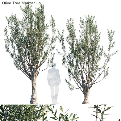 Olive Tree Manzanillo