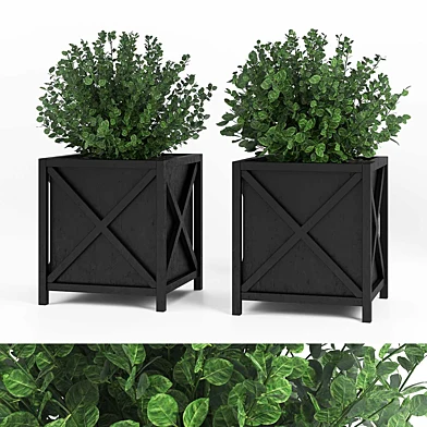 Plant in pots outdoor