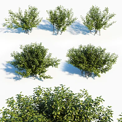 Alnus Viridis Set of 5