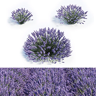 Lavandula Set