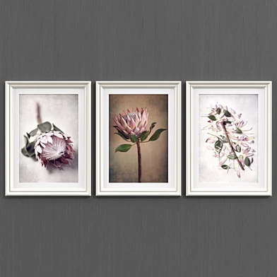 Flowers of Protea