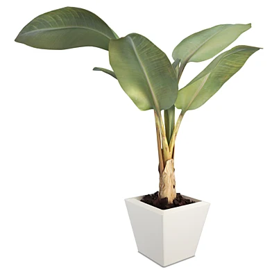 Banana tree