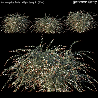 Austromyrtus dulcis | Midyim Berry # 1 (0.5m)