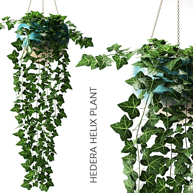 hedera helix plant