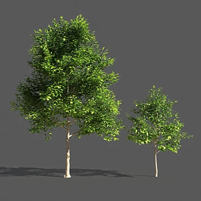 tulip tree