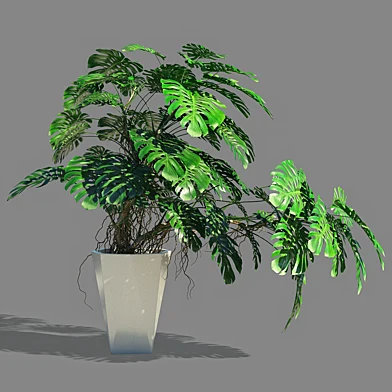 Monstera 2