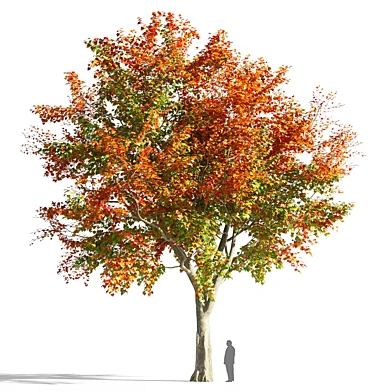 Maple tree