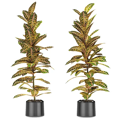 Plant in Pot Flowerpot Exotic Plant