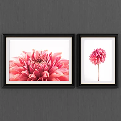 Red Dahlia
