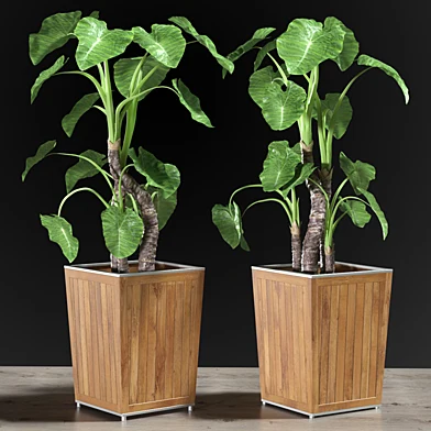 Alocasia DESERT
