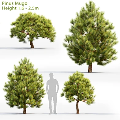 Pine