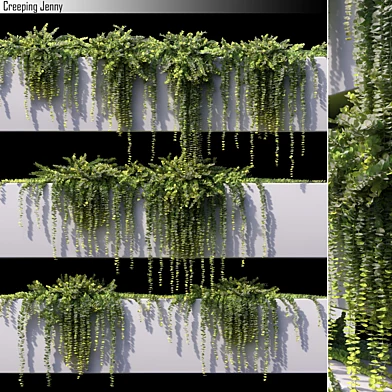 Creeping Jenny