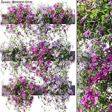 Clematis