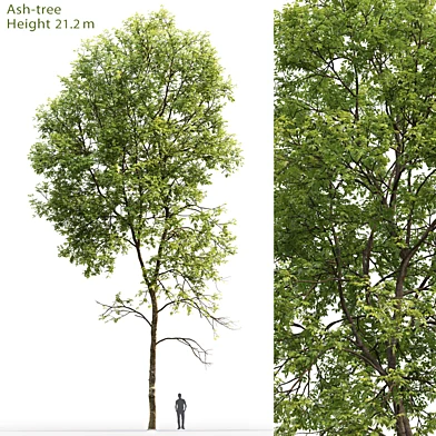 Ясень | Ash-tree #5 (21.2m)