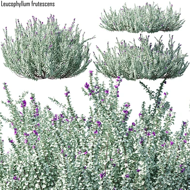 Heavenly cloud sage | Leucophyllum frutescens
