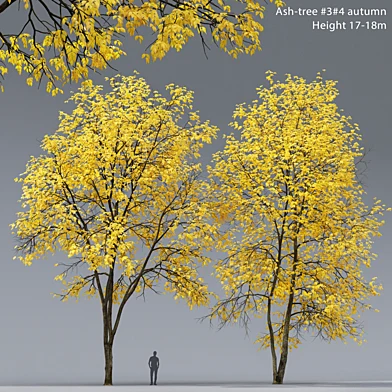 Ясень осенний | Ash-tree autumn #3_4 (17-18m)